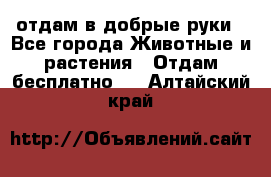 отдам в добрые руки - Все города Животные и растения » Отдам бесплатно   . Алтайский край